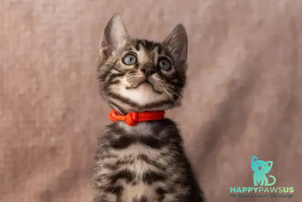 Thor Bengal male black spotted tabby - live animals