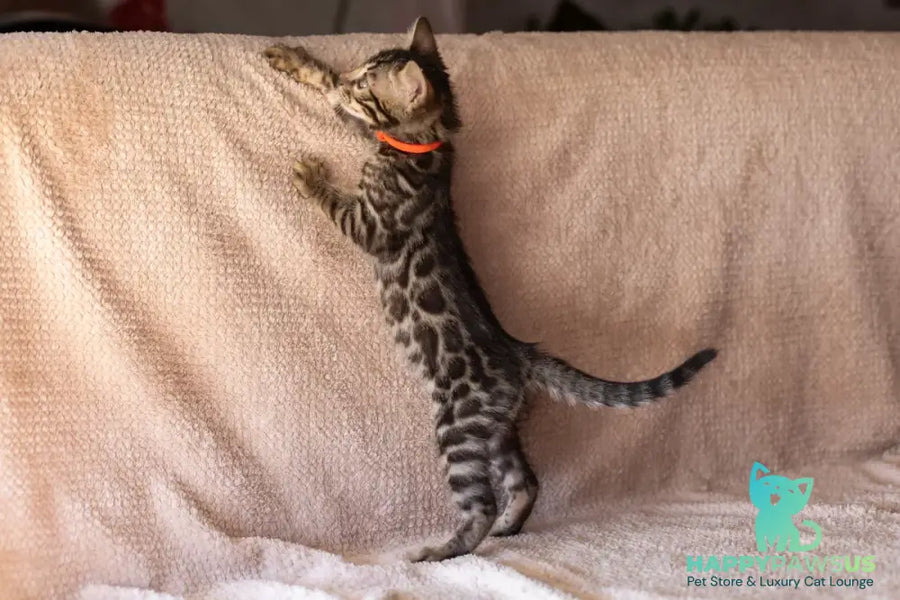 Thor Bengal male black spotted tabby - live animals