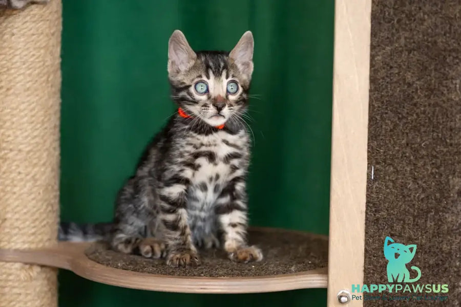 Thor Bengal male black spotted tabby - live animals
