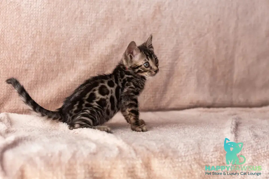 Thor Bengal male black spotted tabby - live animals