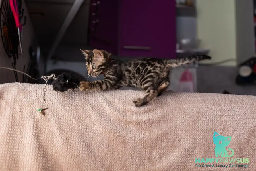 Thor Bengal male black spotted tabby - live animals