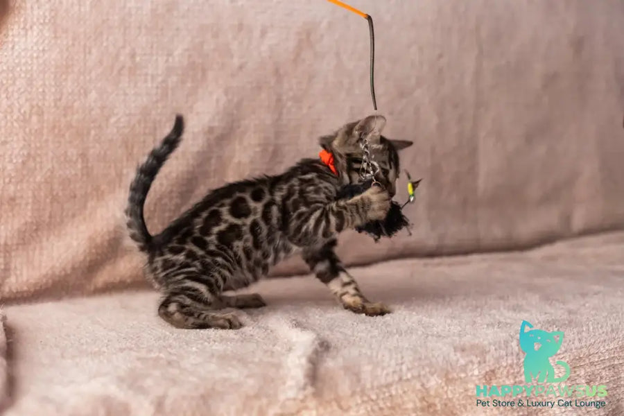 Thor Bengal male black spotted tabby - live animals