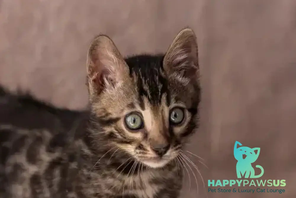 Thor Bengal male black spotted tabby - live animals