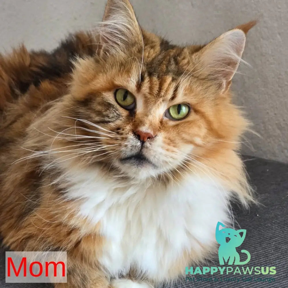 Thor Maine Coon male red bicolour - live animals