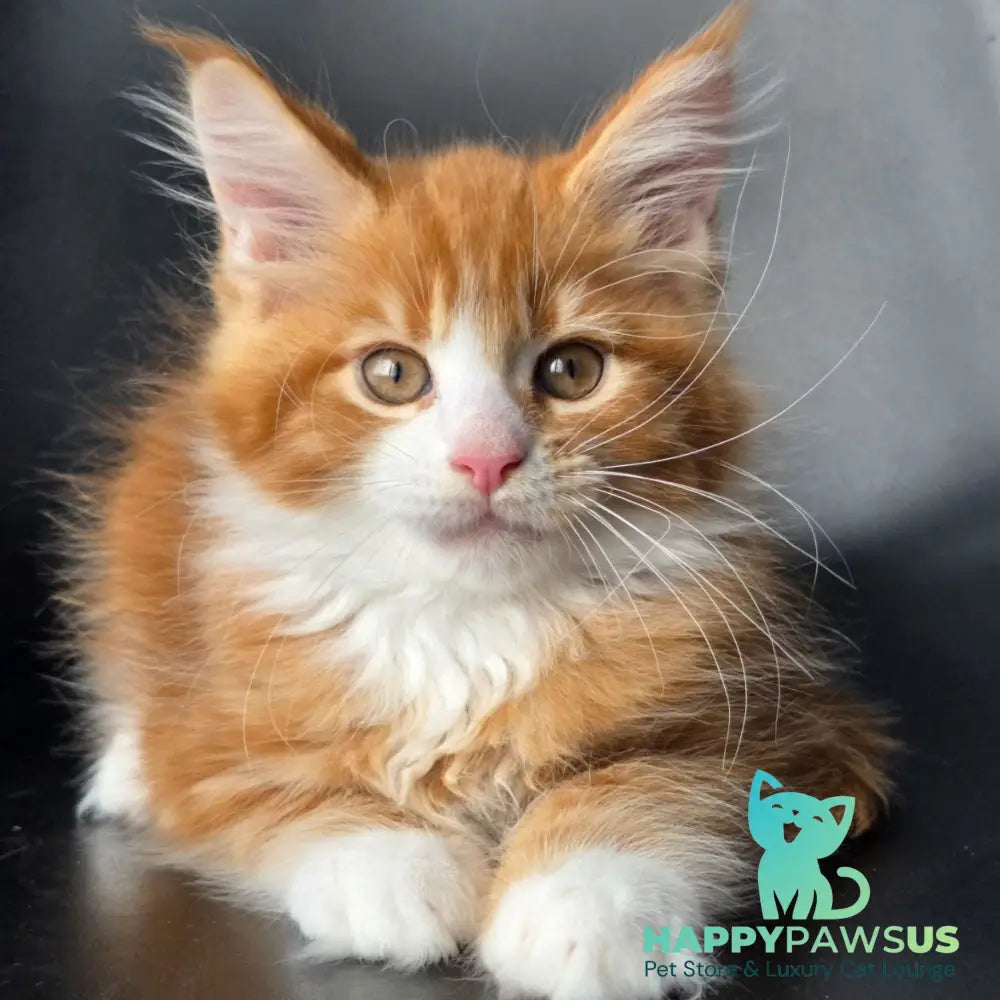 Thor Maine Coon male red bicolour - live animals
