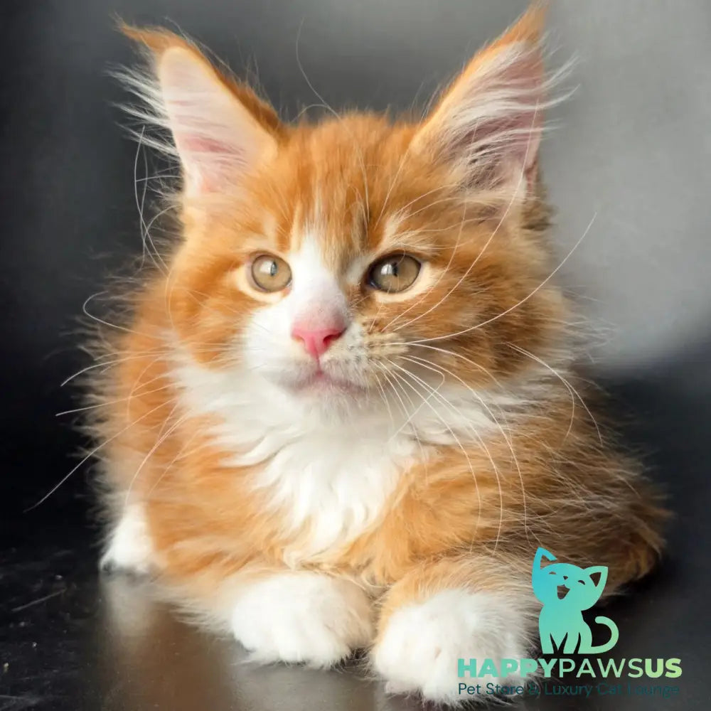 Thor Maine Coon male red bicolour - live animals