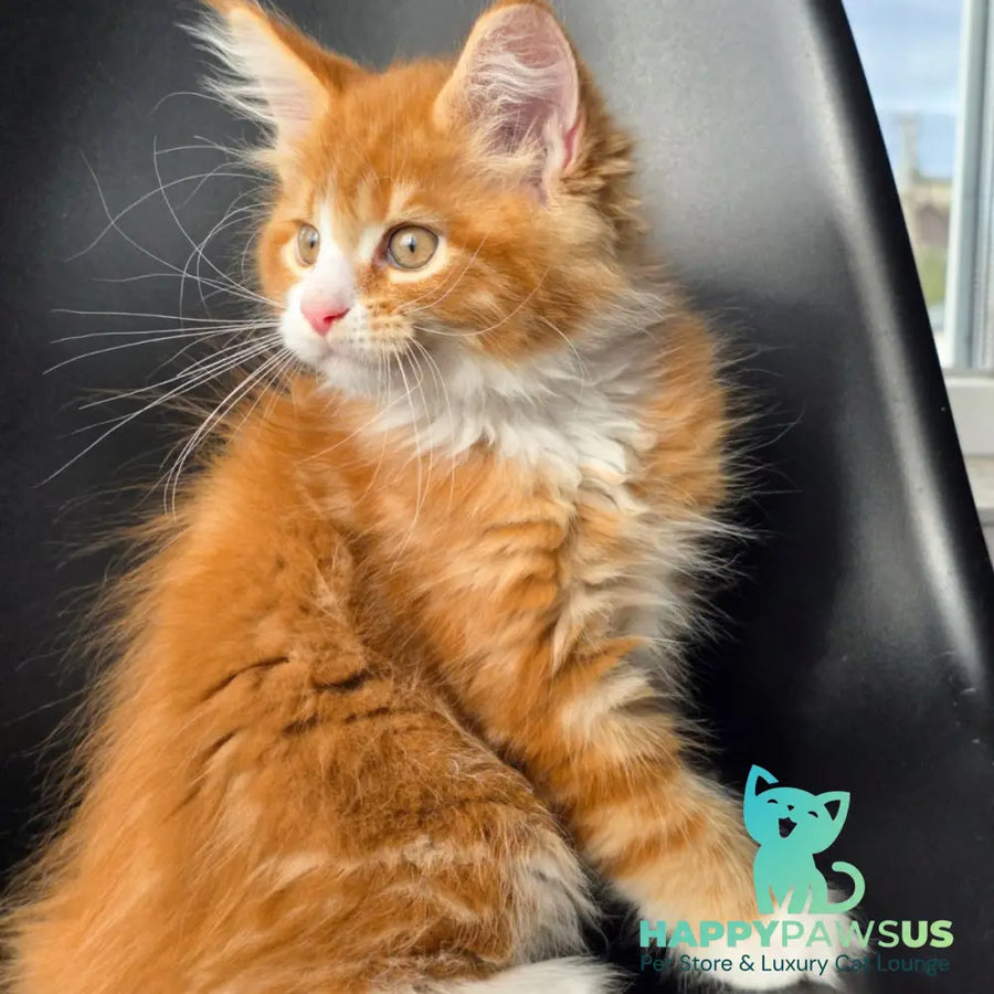 Thor Maine Coon male red bicolour - live animals