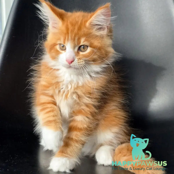 Thor Maine Coon male red bicolour - live animals