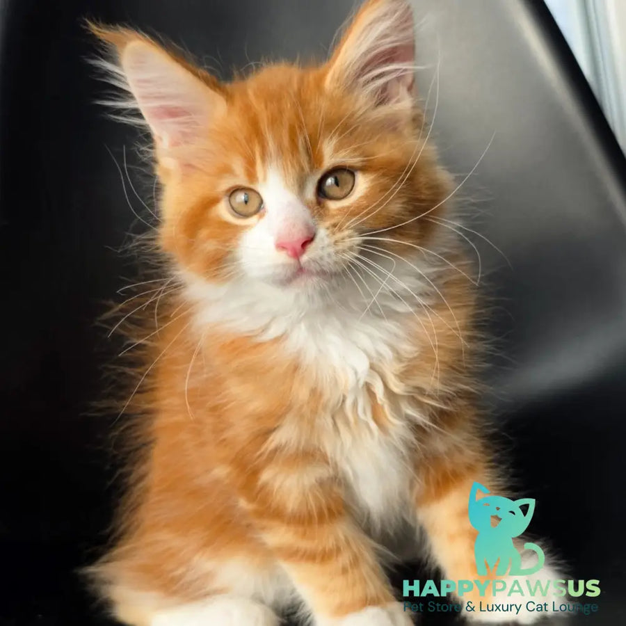 Thor Maine Coon male red bicolour - live animals