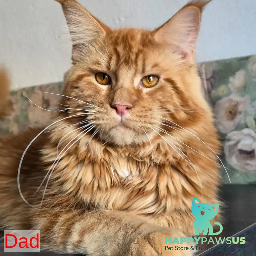 Thor Maine Coon male red bicolour - live animals