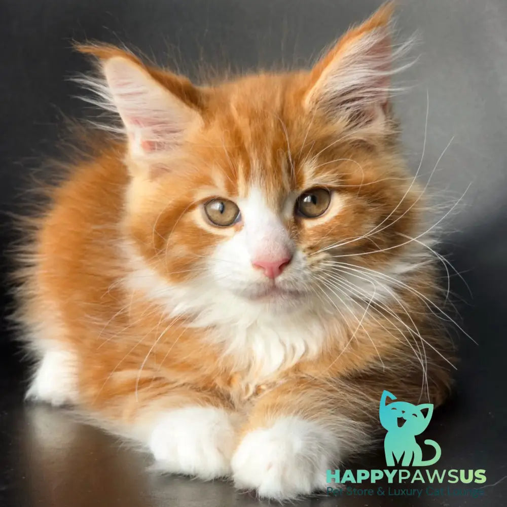 Thor Maine Coon male red bicolour - live animals