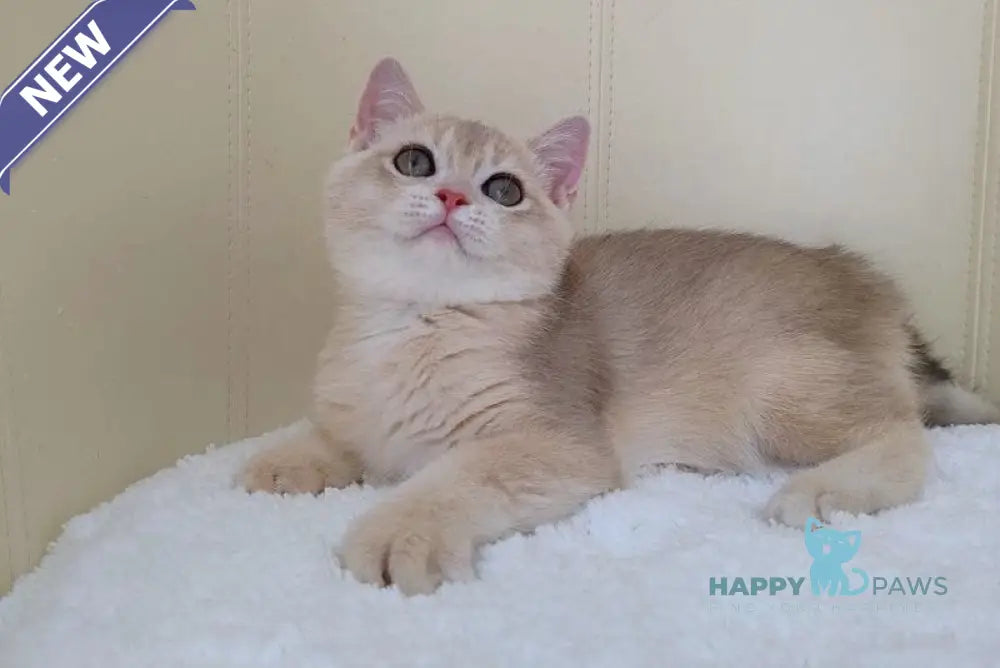 Tian British Shorthair male blue golden chinchilla live animals