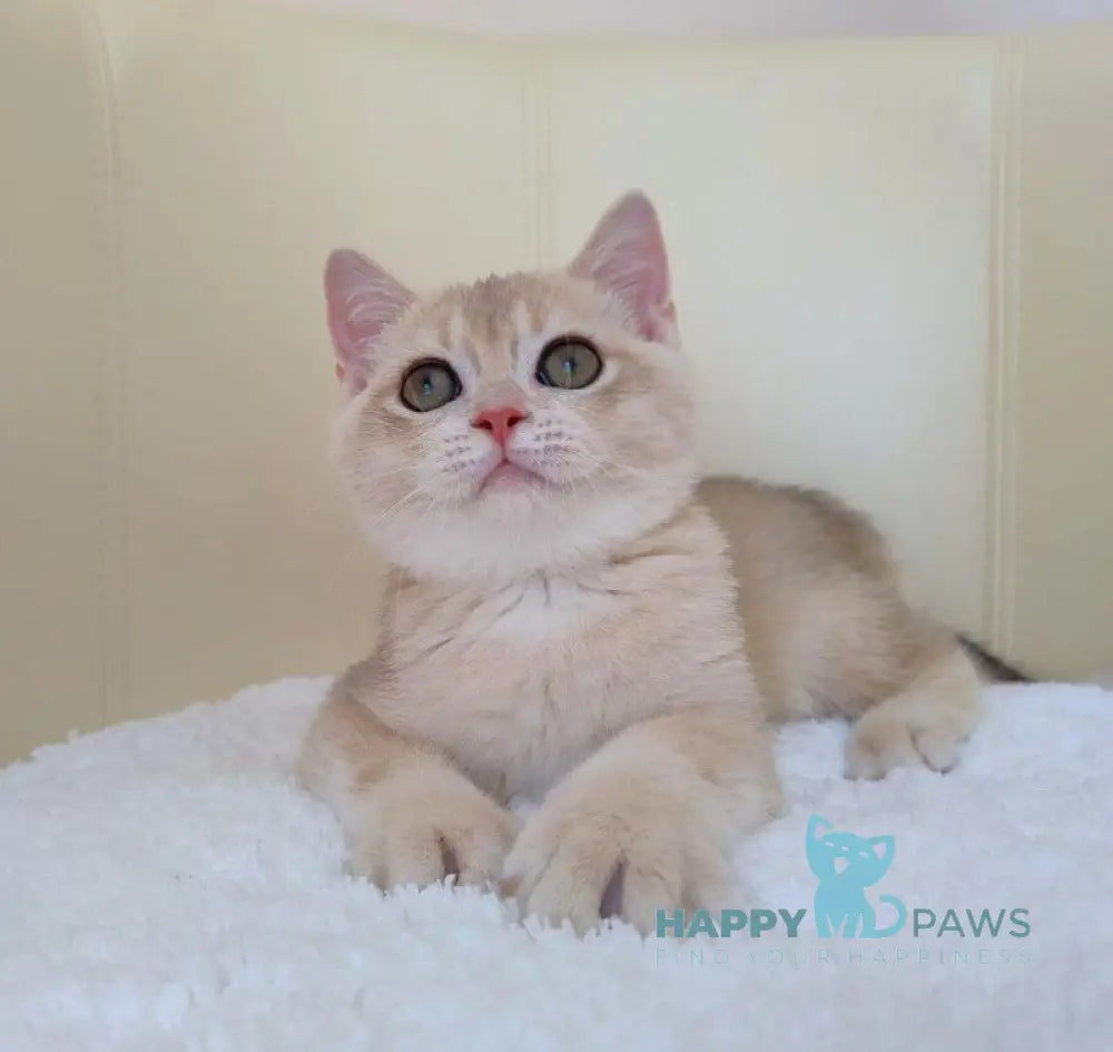 Tian British Shorthair male blue golden chinchilla live animals