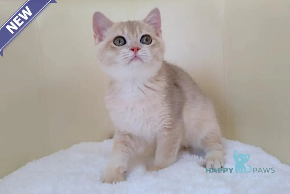 Tian British Shorthair male blue golden chinchilla live animals