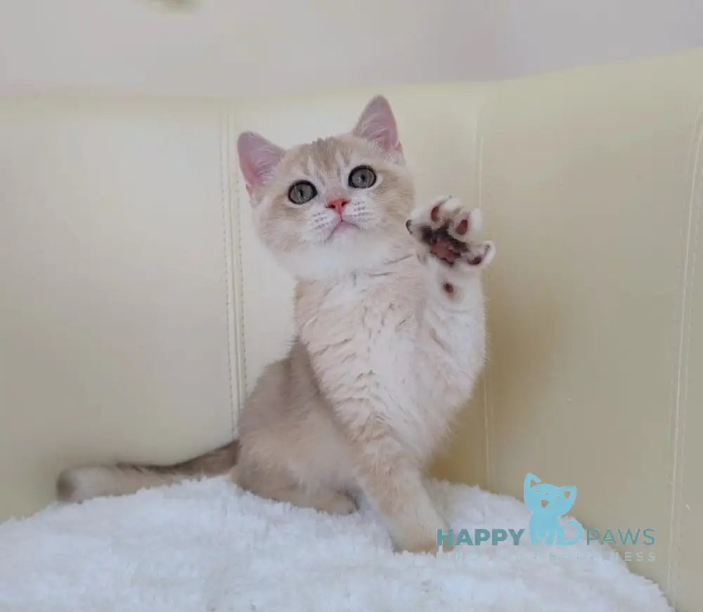 Tian British Shorthair male blue golden chinchilla live animals