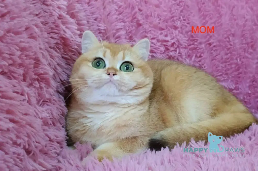 Tiana British Shorthair female black golden chinchilla live animals