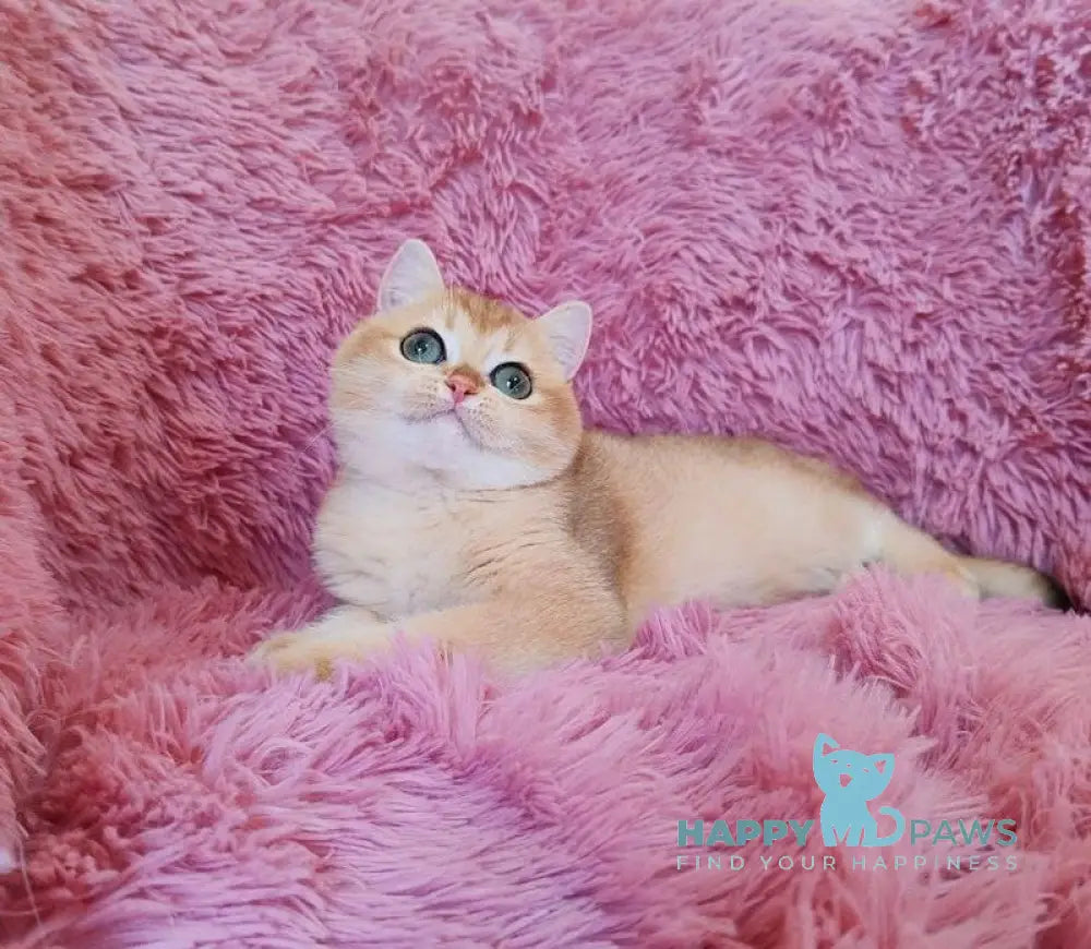 Tiana British Shorthair female black golden chinchilla live animals