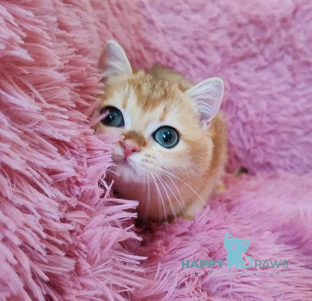 Tiana British Shorthair female black golden chinchilla live animals