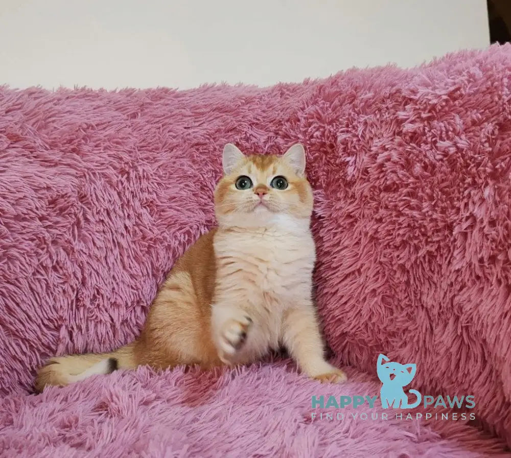 Tiana British Shorthair female black golden chinchilla live animals