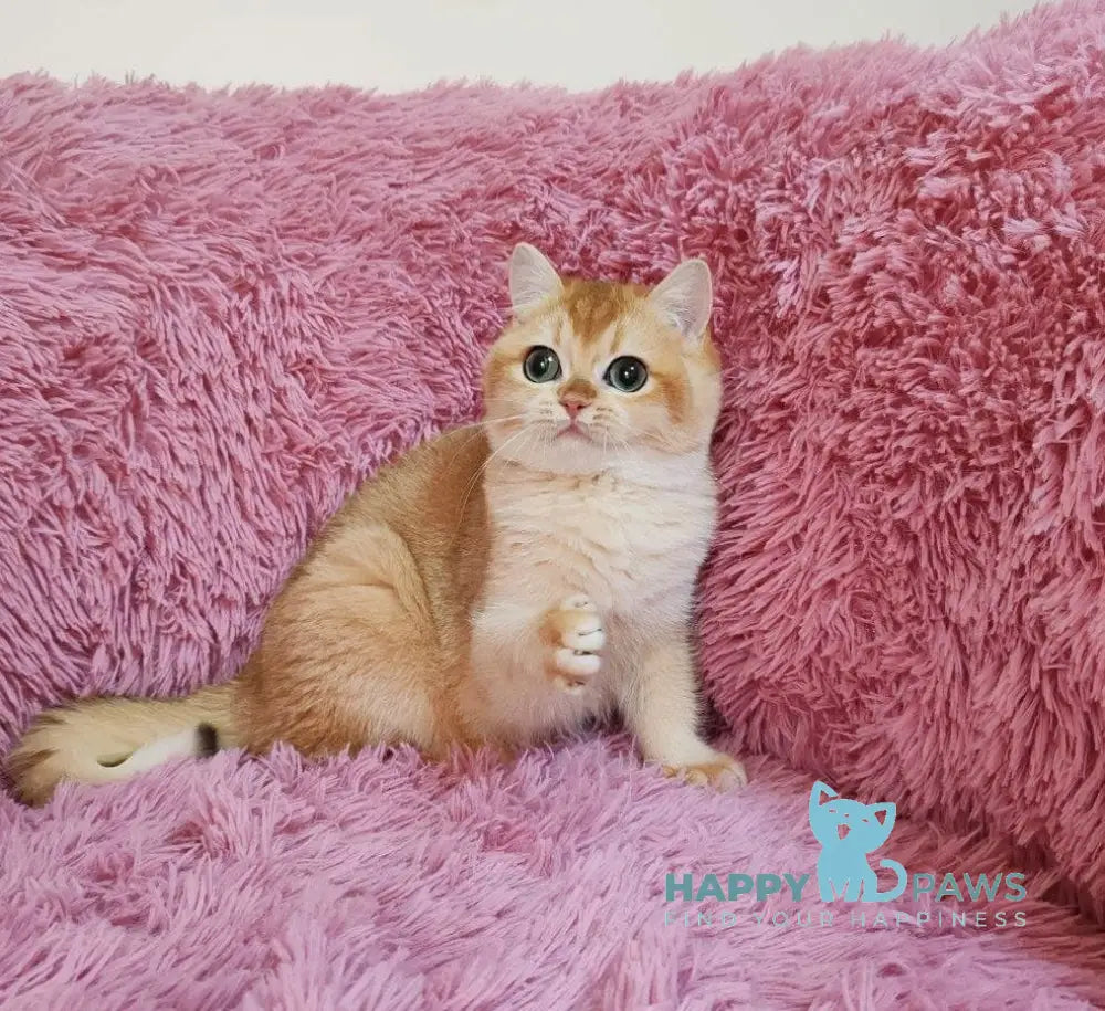 Tiana British Shorthair female black golden chinchilla live animals