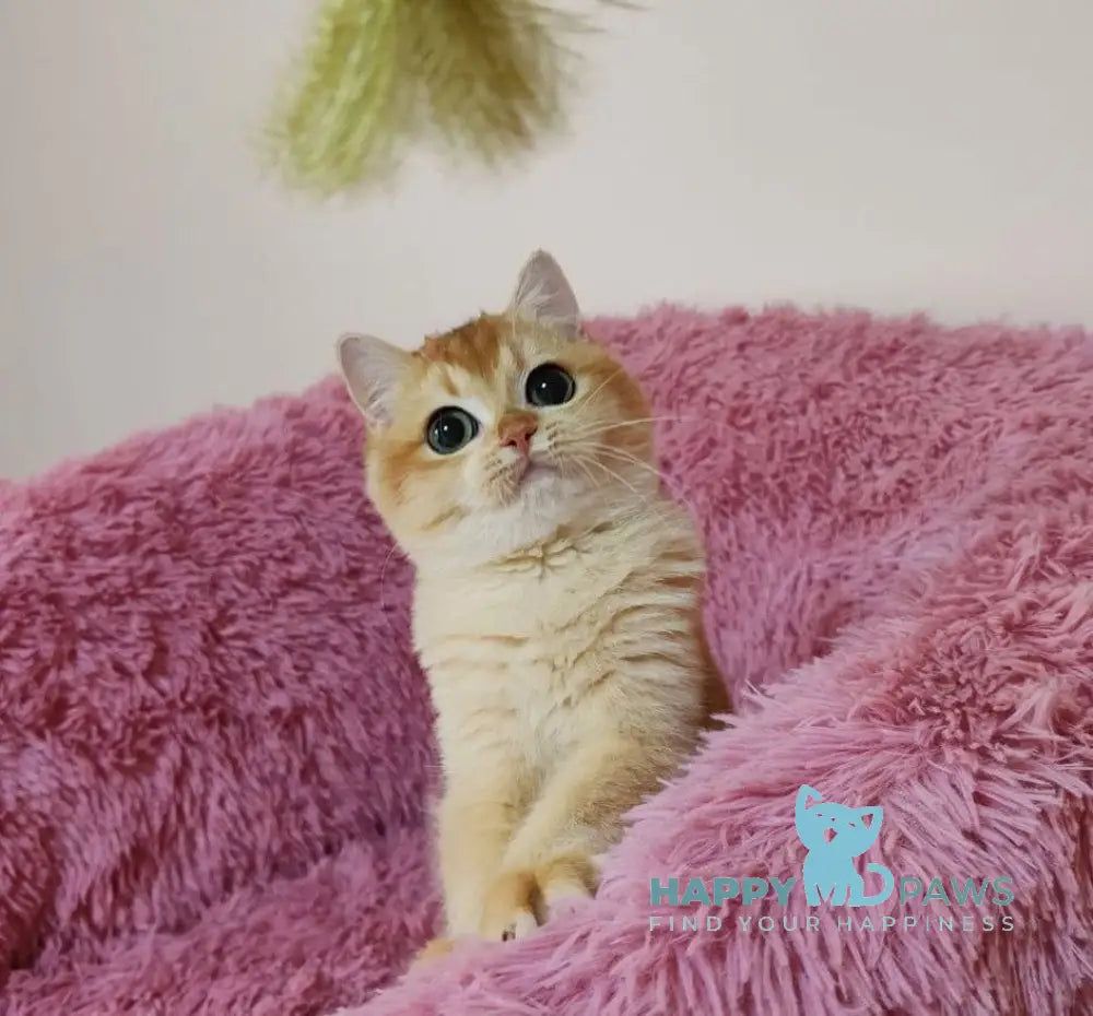 Tiana British Shorthair female black golden chinchilla live animals