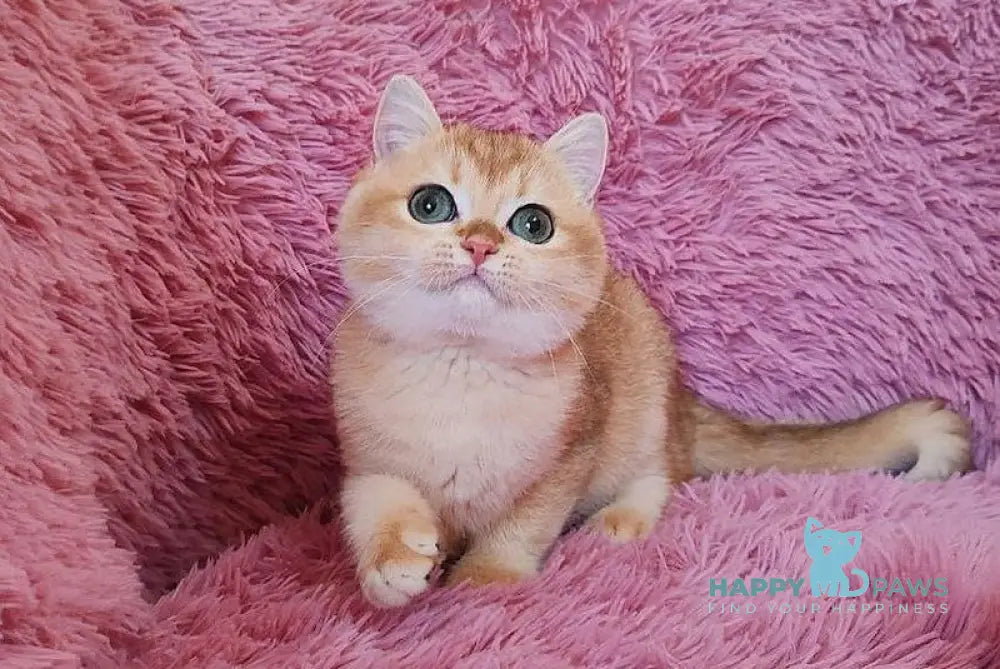 Tiana British Shorthair female black golden chinchilla live animals