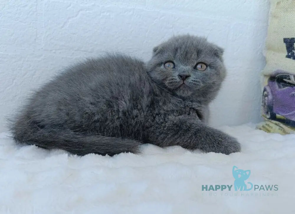 Tiana Scottish Fold female blue live animals