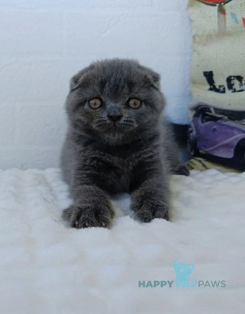 Tiana Scottish Fold female blue live animals