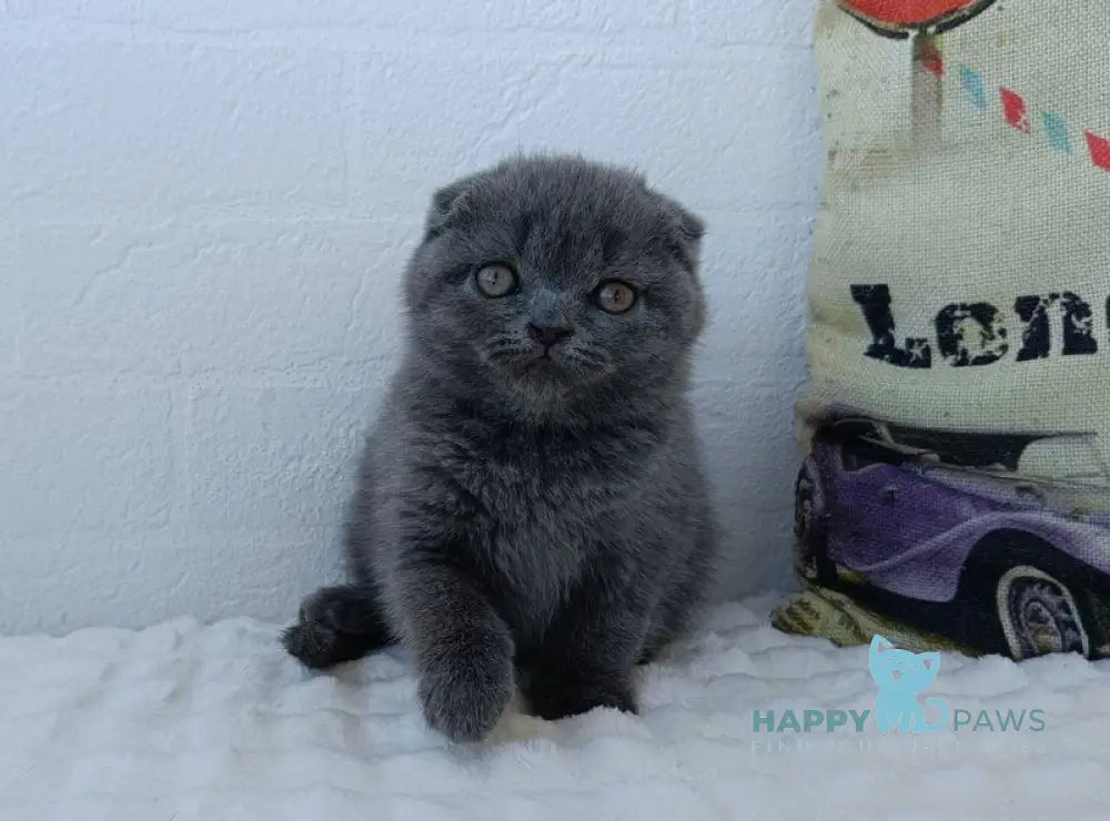 Tiana Scottish Fold female blue live animals