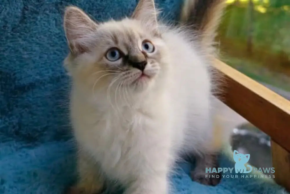 Tiana Siberian female seal tabby pointed live animals