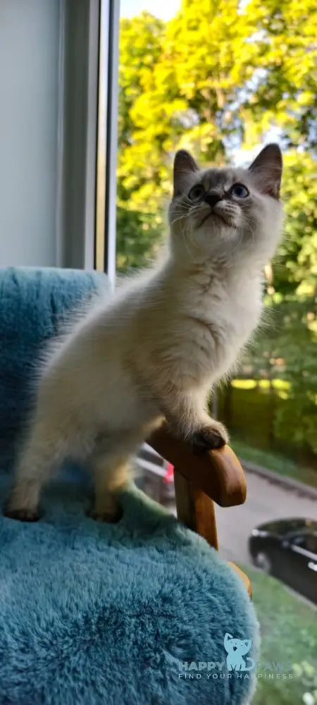 Tiana Siberian female seal tabby pointed live animals