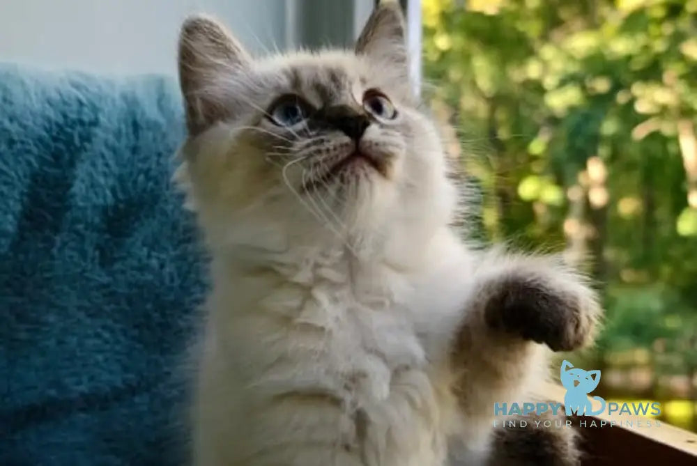 Tiana Siberian female seal tabby pointed live animals