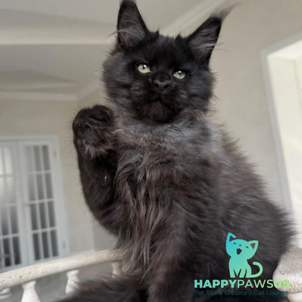 Tibet Maine Coon male black silver - live animals