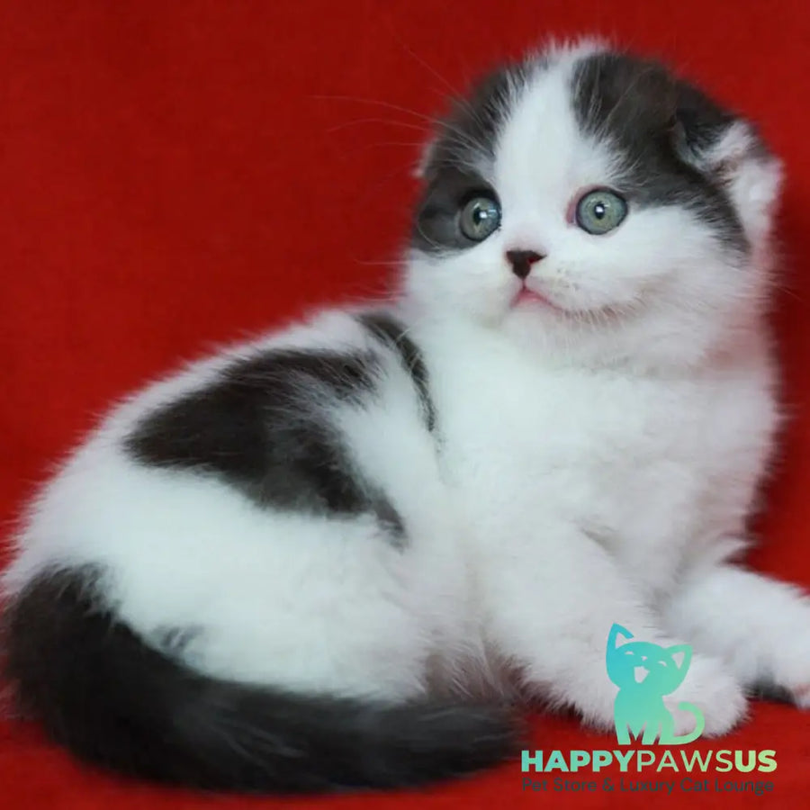 Tic Tac Scottish Fold male black silver harlequin - live animals