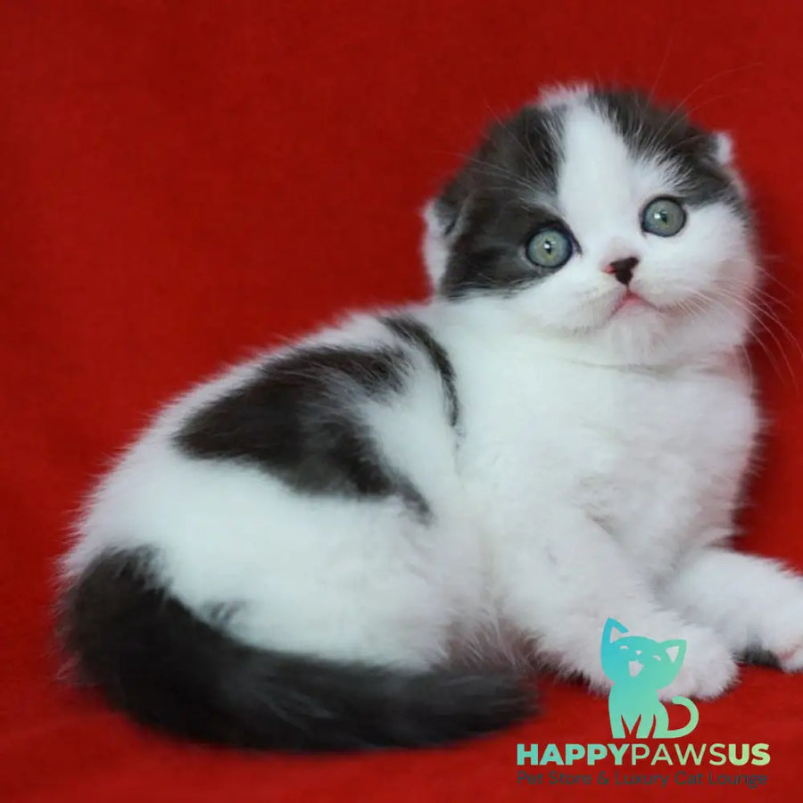 Tic Tac Scottish Fold male black silver harlequin - live animals