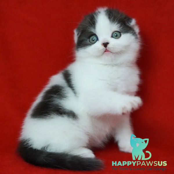 Tic Tac Scottish Fold male black silver harlequin - live animals