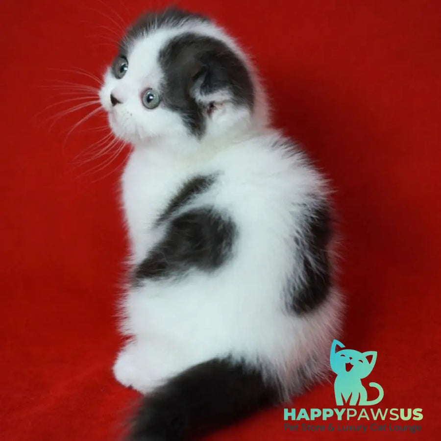 Tic Tac Scottish Fold male black silver harlequin - live animals