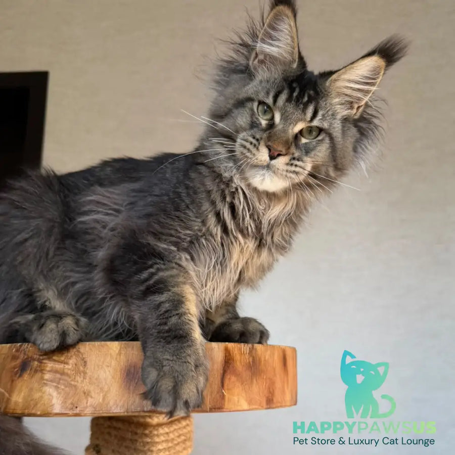Tic Tak Maine Coon male black tabby - live animals