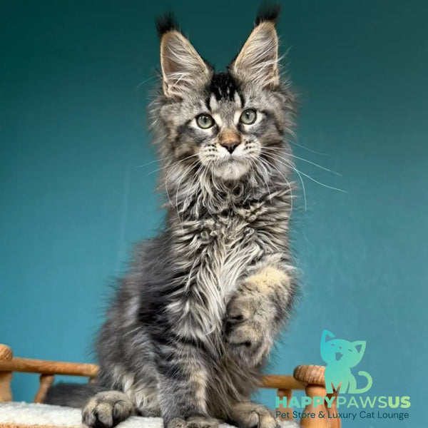 Tic Tak Maine Coon male black tabby - live animals