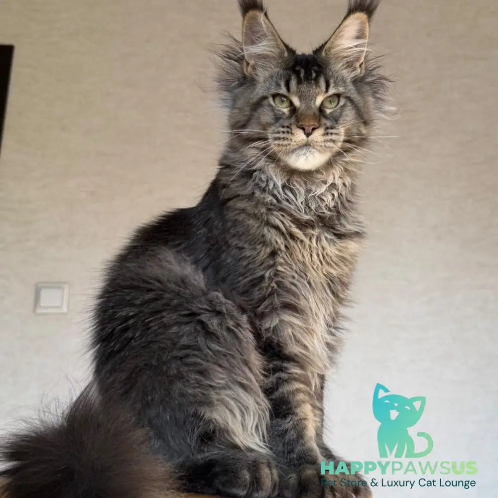 Tic Tak Maine Coon male black tabby - live animals