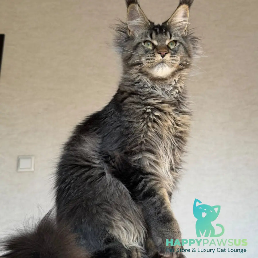 Tic Tak Maine Coon male black tabby - live animals