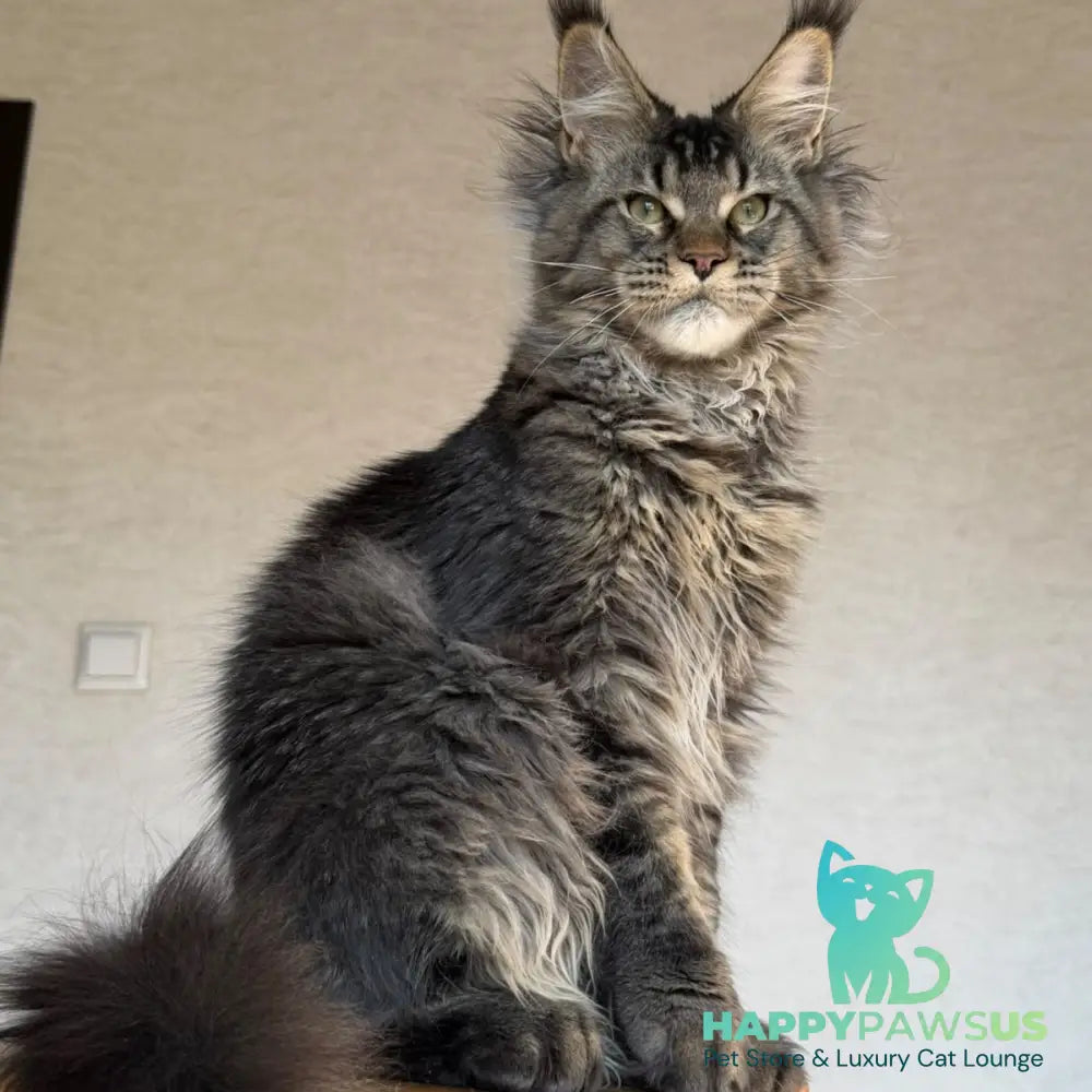 Tic Tak Maine Coon male black tabby - live animals