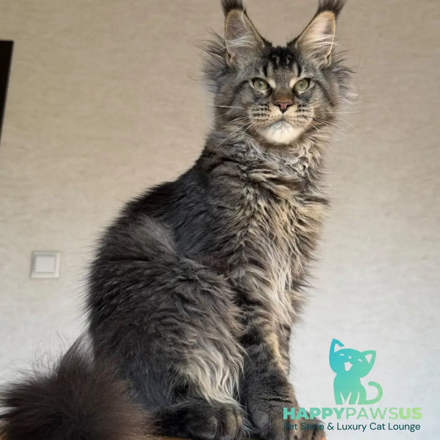 Tic Tak Maine Coon male black tabby - live animals