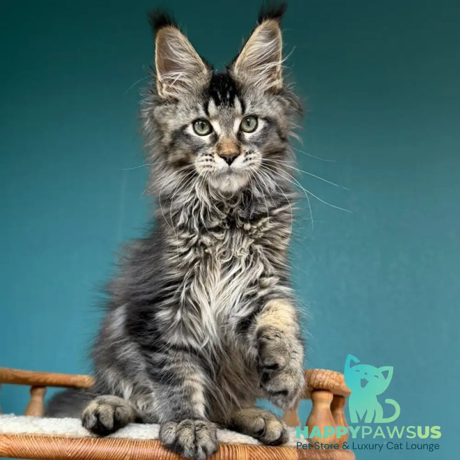 Tic Tak Maine Coon male black tabby - live animals