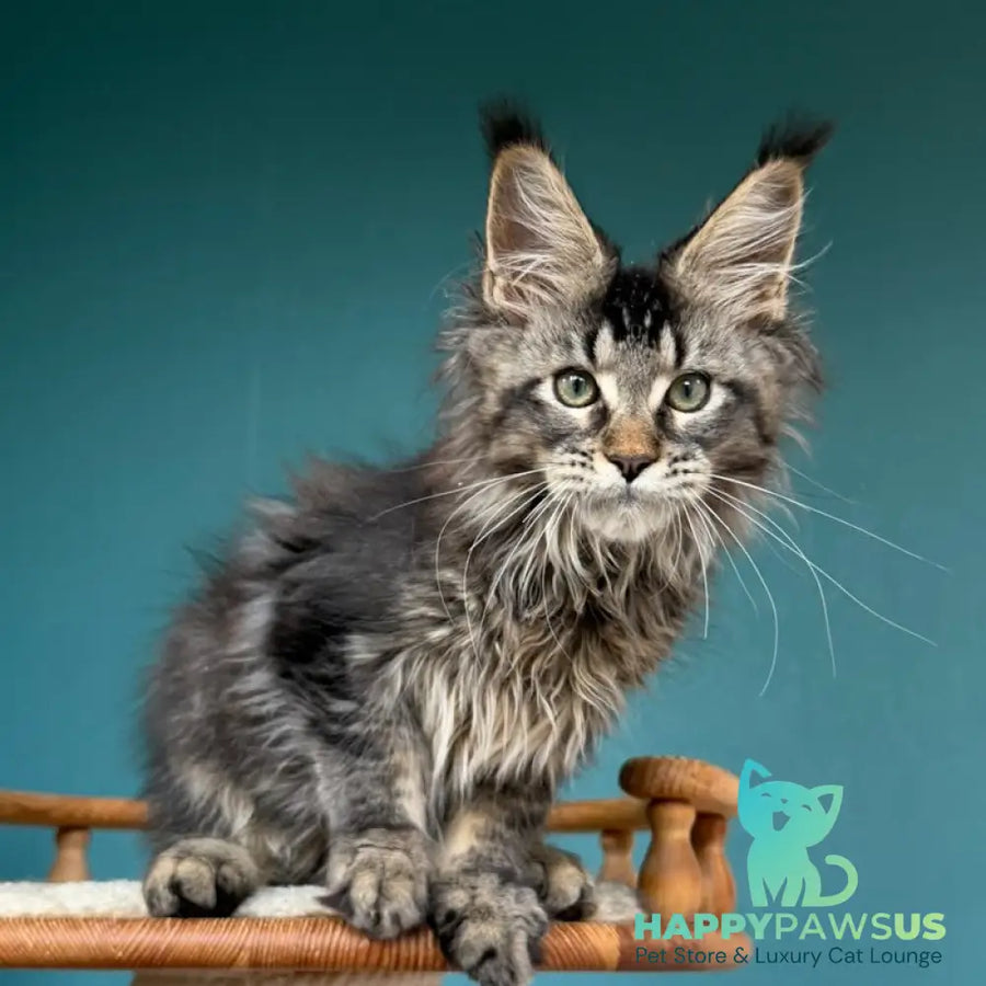 Tic Tak Maine Coon male black tabby - live animals