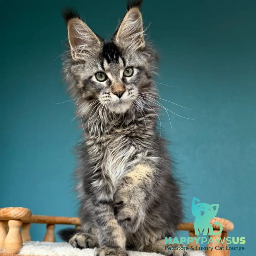Tic Tak Maine Coon male black tabby - live animals