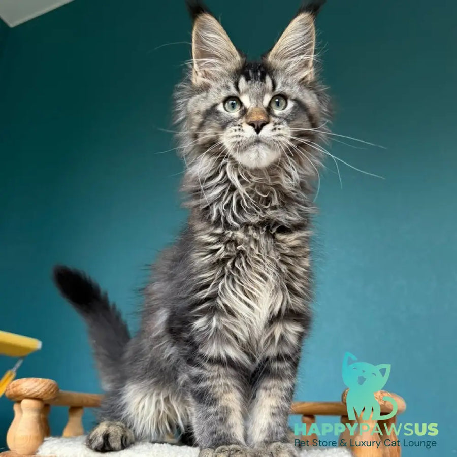 Tic Tak Maine Coon male black tabby - live animals