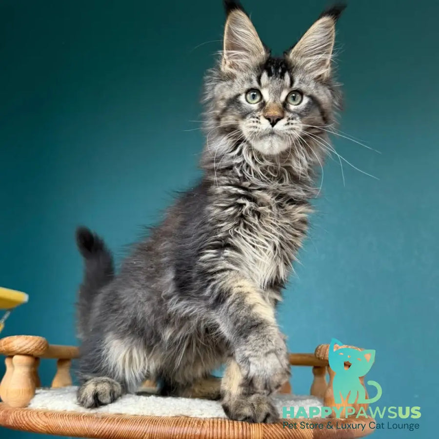 Tic Tak Maine Coon male black tabby - live animals