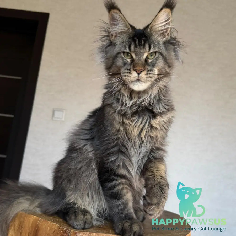 Tic Tak Maine Coon male black tabby - live animals