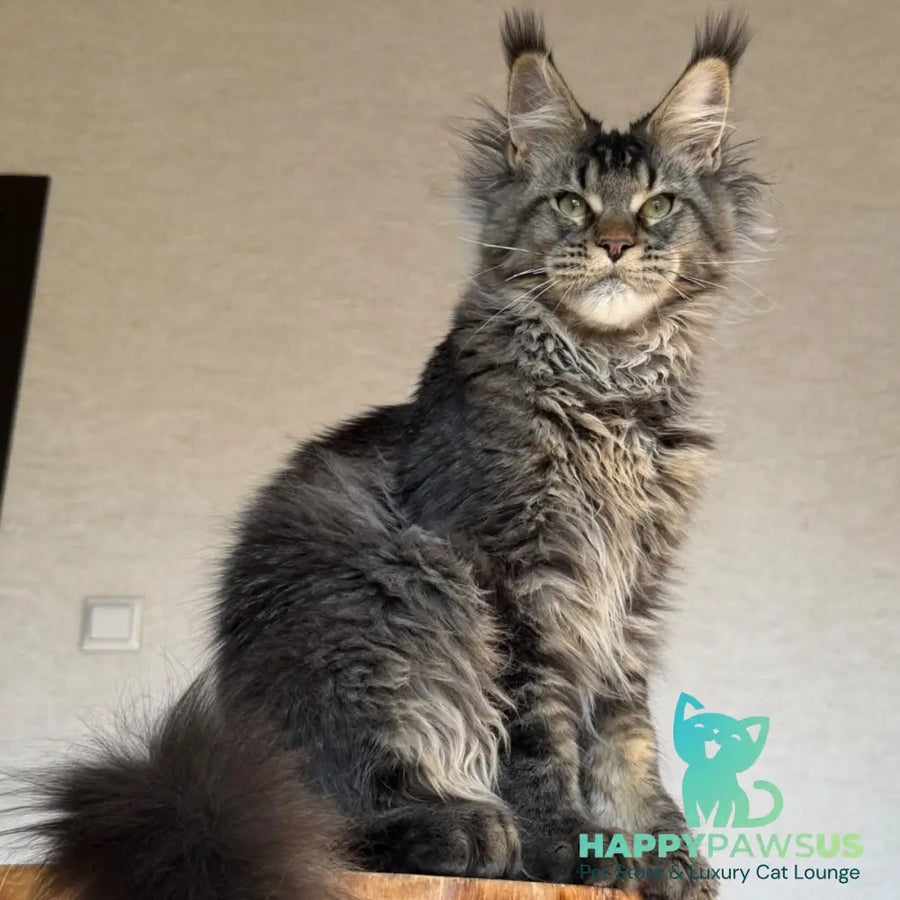 Tic Tak Maine Coon male black tabby - live animals